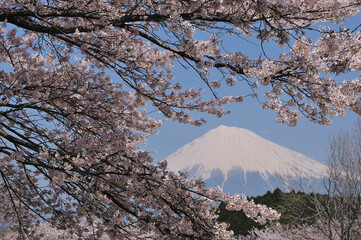 桜と富士山