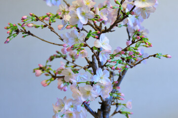 盆栽の桜