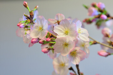 盆栽の桜