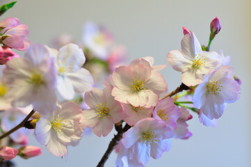 Fototapeta na wymiar 盆栽の桜