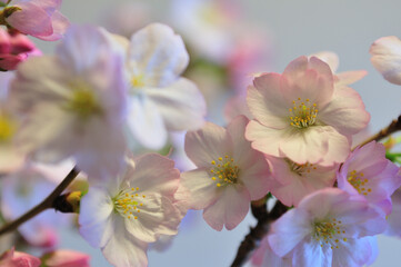Naklejka na ściany i meble 盆栽の桜