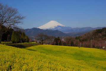 菜の花畑と富士山