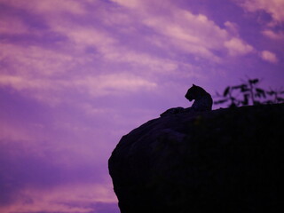 LEOPARD AT SRI LANKA YALA NATIONAL PARK AT SUNSET