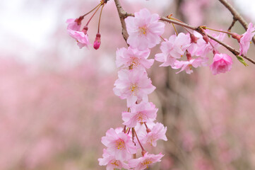枝垂れ桜