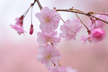 枝垂れ桜