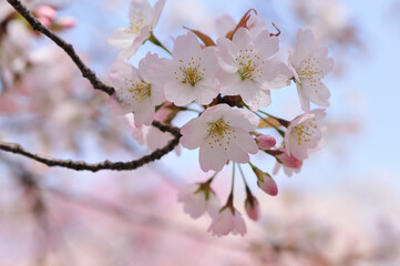 桜