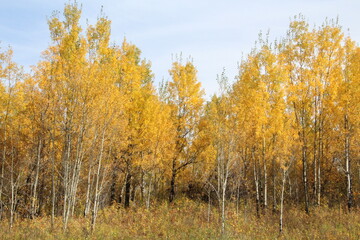 Alive With Autumn Colours, Elk Island National Park, Alberta