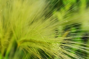 green wheat field