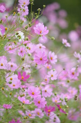 pink and white flowers