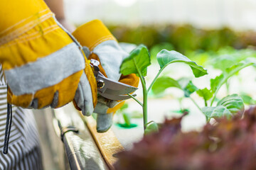 farmer ware agricultural gloves keep vegetable at hydroponic farm and observing growth vegetable...