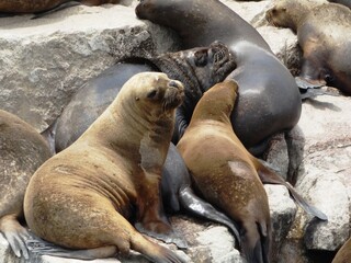 Fototapeta premium sea lion on the beach