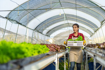 farmer ware agricultural gloves keep vegetable at hydroponic farm and observing growth vegetable...