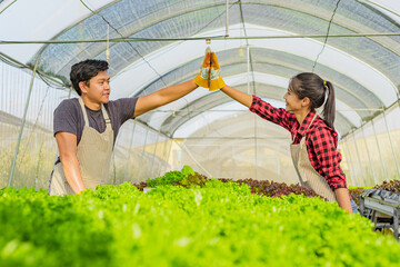 farmer ware agricultural gloves keep vegetable at hydroponic farm and observing growth vegetable...