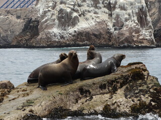 sea lion on the rocks