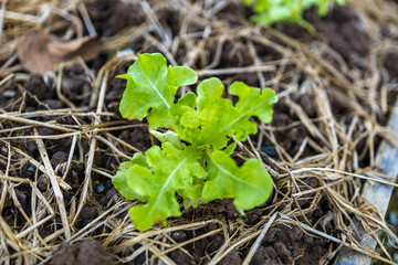 growth fresh vegetable salad garden at organic farm. Argiculture concept.