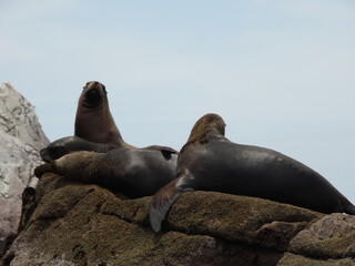 Fototapeta premium Sea lions on cliff