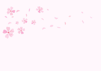 Pink cherry blossom on pink background vector. Sakura Japanese flower.