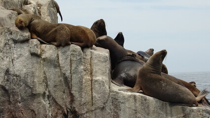 sea lions resting on a rock