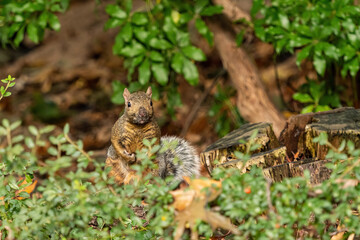 one cute grey squirrel standing on the ground behind short bushes looking at you in the park