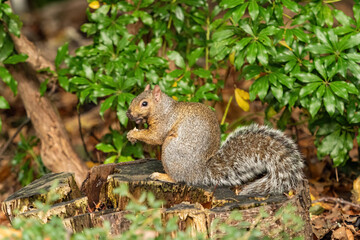 Naklejka na ściany i meble one cute grey squirrel sitting on top of a tree trunk besides the bushes eating a nut in its paws
