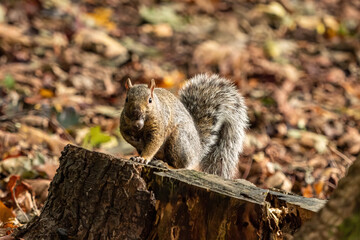 one cute brown squirrel sitting on tree trunk surrounded by orange fall leaves staring at you with one nut in its mouth