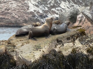 Sea Lion on the Rocks