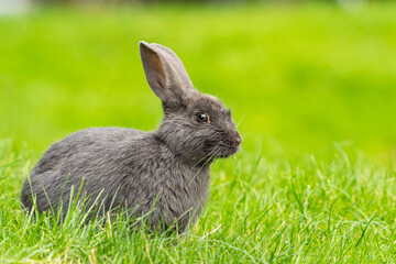 close up portrait of one cute grey rabbit sitting on the green grass field with creamy green background with one piece of grass in its mouth
