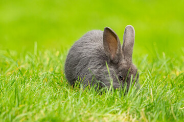 close up of one cute grey rabbit eating on the green grass field with creamy green background