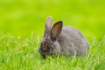 close up of one cute grey rabbit eating on the green grass field with creamy green background