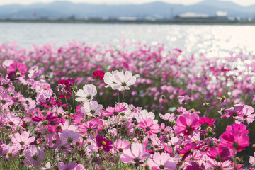 川辺のコスモス