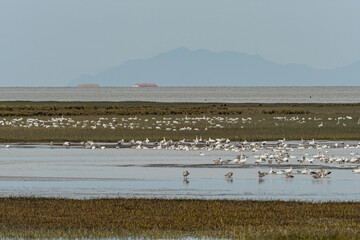 a flock of snow geese resting on the marshland by the river on an overcast day with few toll boats and mountain range in the background