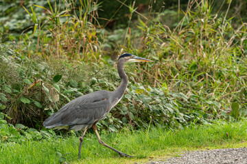 one great blue heron walking between the green bushes and walkway in the park