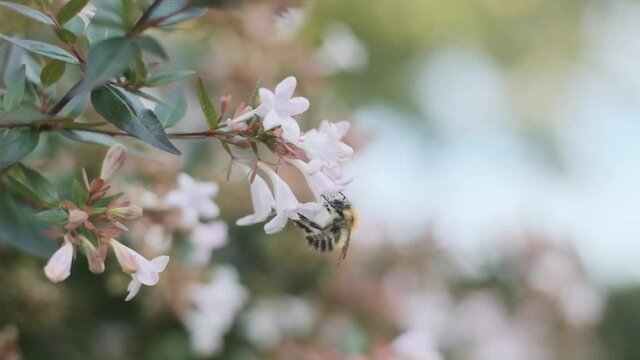 Hairy English Bumblebee drinking nectar pollenating beautiful white flowers Linnaea grandiflora side view slow motion Bombus pascorum