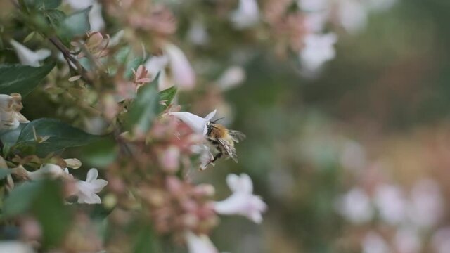 Hairy English Bumblebee drinking nectar pollenating beautiful white flower Linnaea grandiflora side view slow motion Bombus pascorum