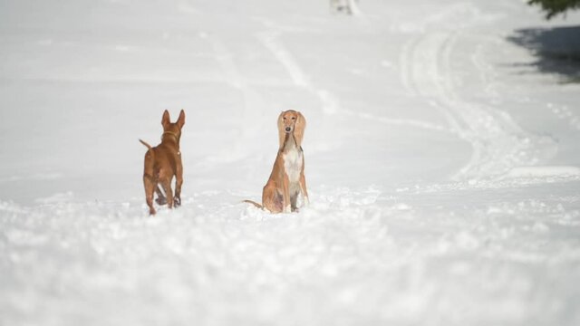 Sighthound Saluki and Pharaoh hound dog running on snow towards camera in slow motion