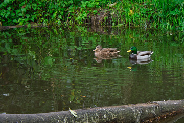 2020-10-20 TWO MALLARD DUCKS FLOATING IN A EDDY ON THE ISSAQUAH CREEK