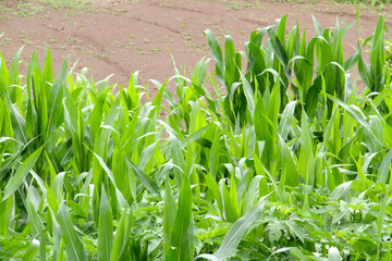 Obraz premium とうもろこし