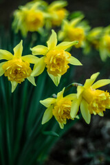 yellow daffodils in spring