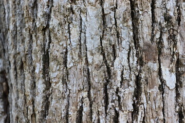 Fototapeta premium bark of a tree