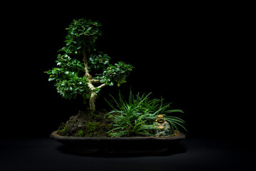 bonsai tree in a black background, ornamental plants