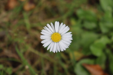 Fototapeta premium white daisy flower
