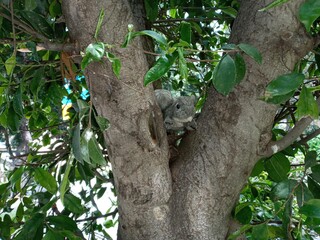 squirrel on a tree