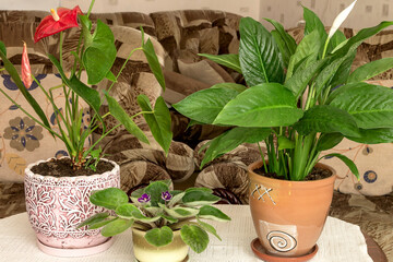 Blooming of home indoor perennial flowers, watering and spraying.