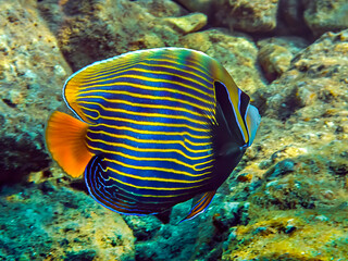 Fototapeta na wymiar Coral fish belonging to the family Pomacanthidae, it has scientific name Pomacanthus imperator, it inhabits the Red Sea 