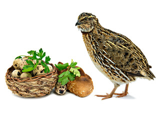 Quail, wooden basket with eggs, greens and bread, all is  isolated on white background
