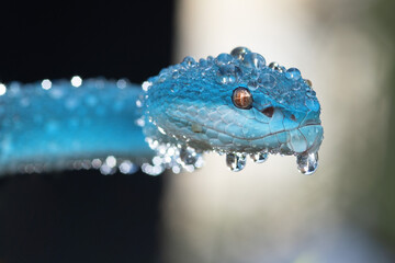 Wet Blue Viper Snake