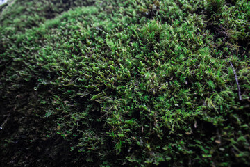 green moss background