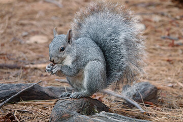 Naklejka na ściany i meble A western gray squirrel is shown eating an acorn on the forest floor during an autumn day.