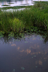 reflection in the water
