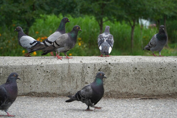 pigeons in the city
